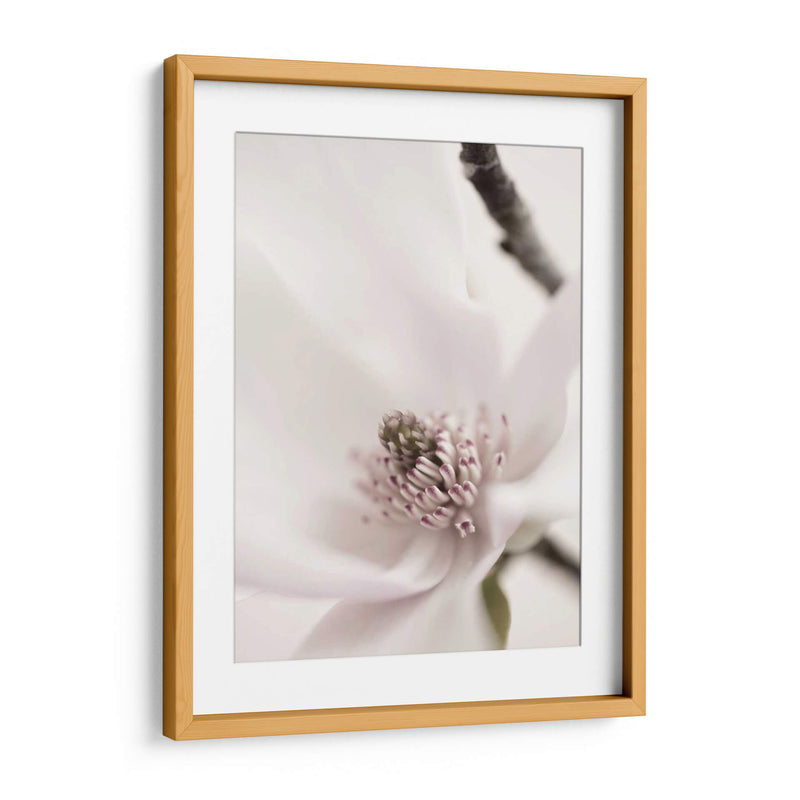 Magnolia Blush Ii - Christine Zalewski | Cuadro decorativo de Canvas Lab