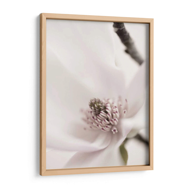 Magnolia Blush Ii - Christine Zalewski | Cuadro decorativo de Canvas Lab