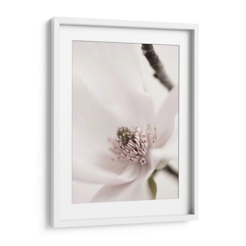 Magnolia Blush Ii - Christine Zalewski | Cuadro decorativo de Canvas Lab