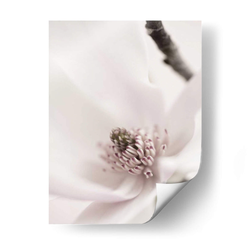 Magnolia Blush Ii - Christine Zalewski | Cuadro decorativo de Canvas Lab