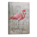 Flamingo Americano I - Tim OToole | Cuadro decorativo de Canvas Lab