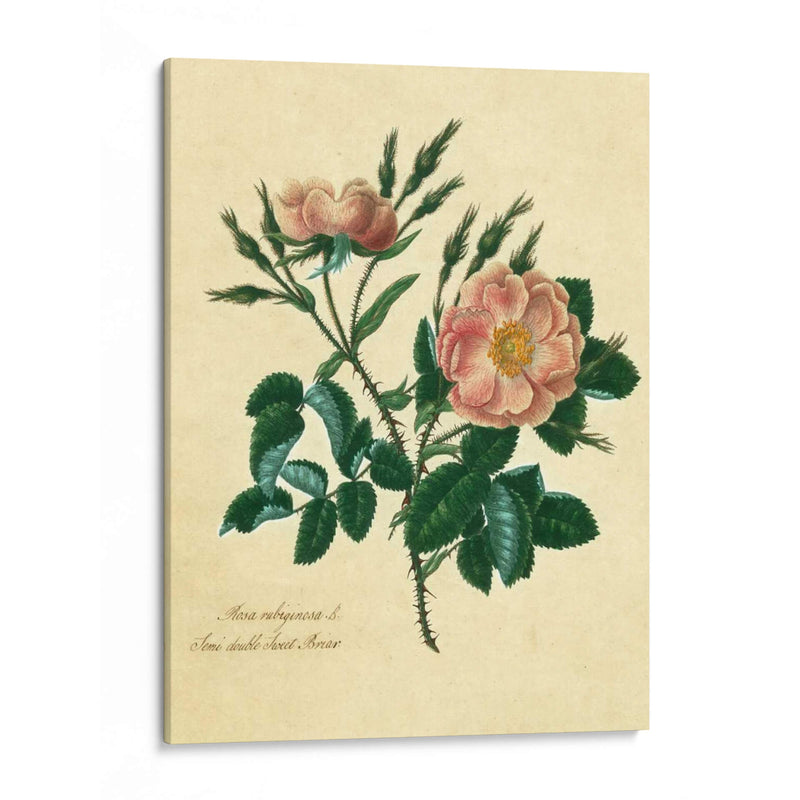 Sweet Briar Rose - Mary Lawrence | Cuadro decorativo de Canvas Lab