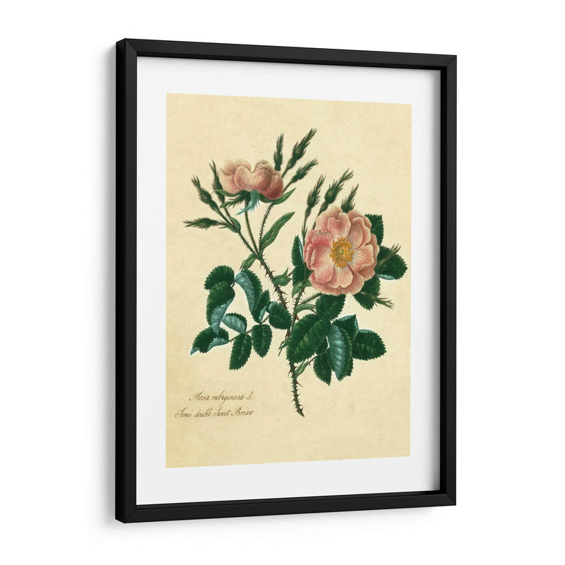 Sweet Briar Rose - Mary Lawrence | Cuadro decorativo de Canvas Lab