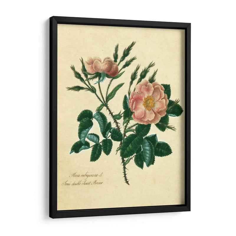 Sweet Briar Rose - Mary Lawrence | Cuadro decorativo de Canvas Lab