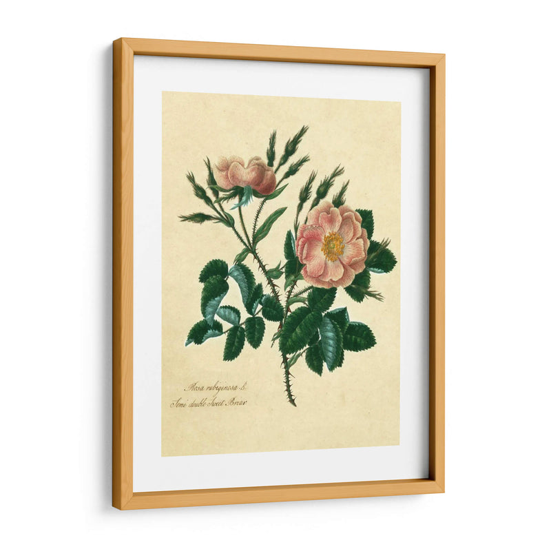 Sweet Briar Rose - Mary Lawrence | Cuadro decorativo de Canvas Lab