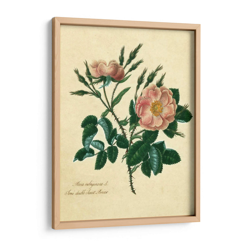 Sweet Briar Rose - Mary Lawrence | Cuadro decorativo de Canvas Lab