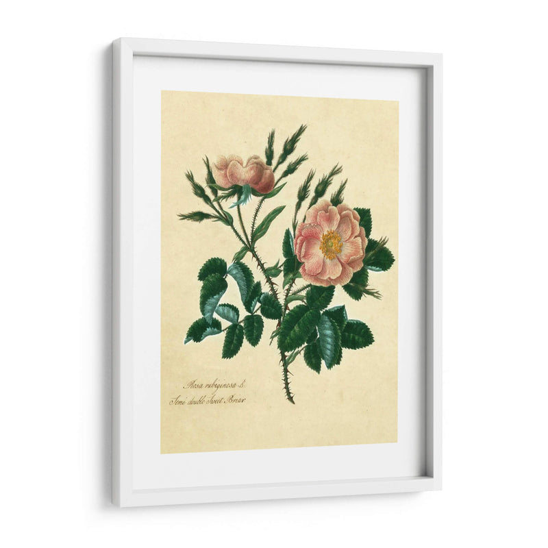 Sweet Briar Rose - Mary Lawrence | Cuadro decorativo de Canvas Lab