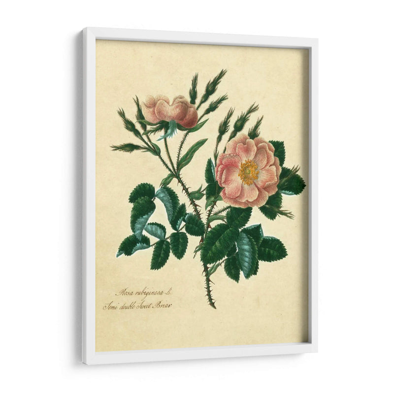 Sweet Briar Rose - Mary Lawrence | Cuadro decorativo de Canvas Lab