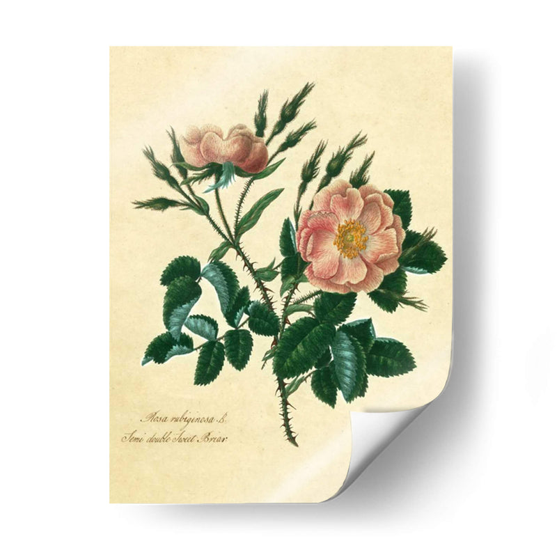 Sweet Briar Rose - Mary Lawrence | Cuadro decorativo de Canvas Lab