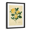 Doble Rosa Amarilla - Mary Lawrence | Cuadro decorativo de Canvas Lab