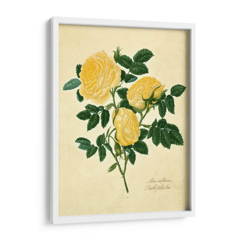 Doble Rosa Amarilla - Mary Lawrence | Cuadro decorativo de Canvas Lab