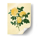 Doble Rosa Amarilla - Mary Lawrence | Cuadro decorativo de Canvas Lab