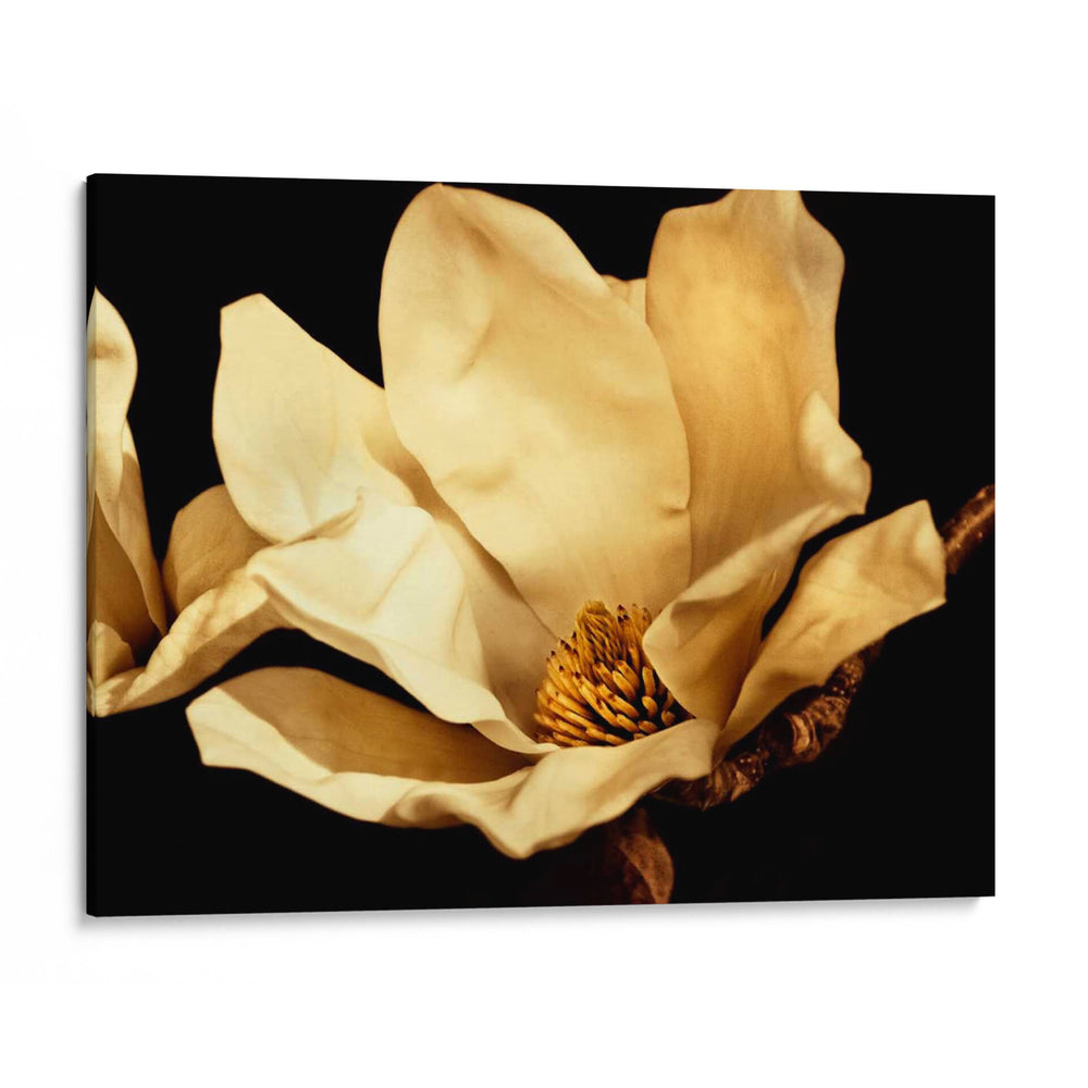 Buttercream Magnolia I - Rachel Perry | Cuadro decorativo de Canvas Lab