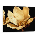 Buttercream Magnolia I - Rachel Perry | Cuadro decorativo de Canvas Lab