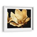 Buttercream Magnolia I - Rachel Perry | Cuadro decorativo de Canvas Lab