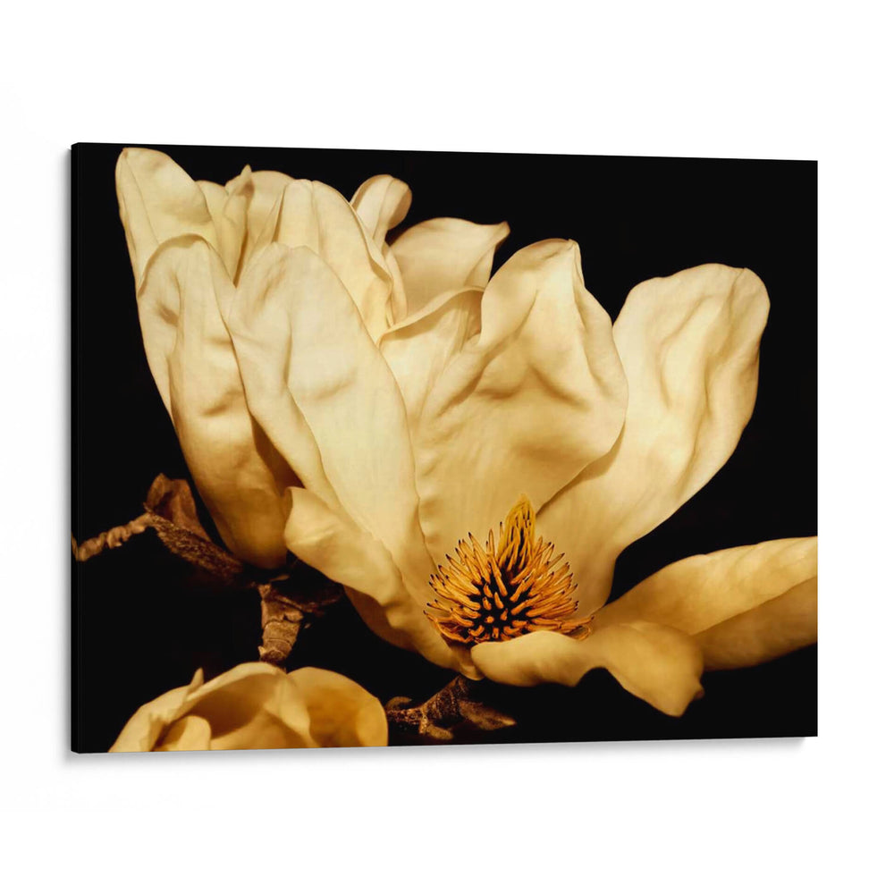 Magnolia Ii De Buttercream Ii - Rachel Perry | Cuadro decorativo de Canvas Lab