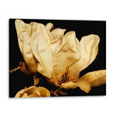 Magnolia Ii De Buttercream Ii - Rachel Perry | Cuadro decorativo de Canvas Lab
