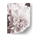 Bandw Dahlias Ii - Christine Zalewski | Cuadro decorativo de Canvas Lab