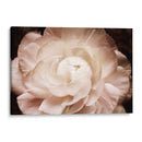 Elegante Ranunculus I - Christine Zalewski | Cuadro decorativo de Canvas Lab