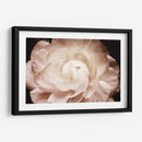 Elegante Ranunculus I - Christine Zalewski | Cuadro decorativo de Canvas Lab