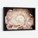 Elegante Ranunculus I - Christine Zalewski | Cuadro decorativo de Canvas Lab
