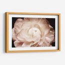 Elegante Ranunculus I - Christine Zalewski | Cuadro decorativo de Canvas Lab