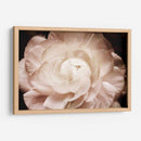 Elegante Ranunculus I - Christine Zalewski | Cuadro decorativo de Canvas Lab