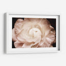 Elegante Ranunculus I - Christine Zalewski | Cuadro decorativo de Canvas Lab