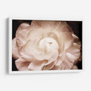 Elegante Ranunculus I - Christine Zalewski | Cuadro decorativo de Canvas Lab