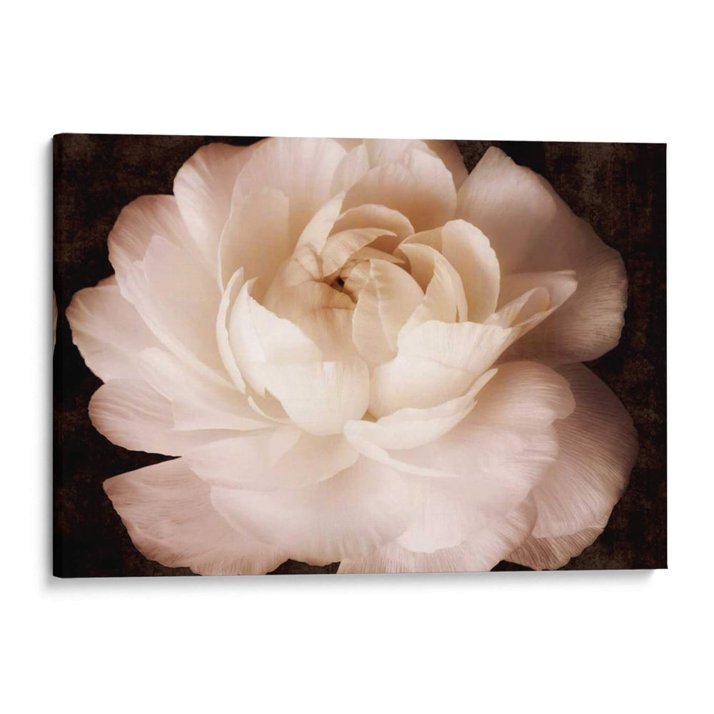 Elegante Ranunculus Ii - Christine Zalewski | Cuadro decorativo de Canvas Lab
