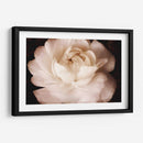 Elegante Ranunculus Ii - Christine Zalewski | Cuadro decorativo de Canvas Lab