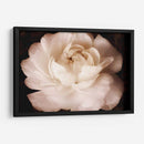 Elegante Ranunculus Ii - Christine Zalewski | Cuadro decorativo de Canvas Lab