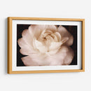 Elegante Ranunculus Ii - Christine Zalewski | Cuadro decorativo de Canvas Lab