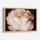 Elegante Ranunculus Ii - Christine Zalewski | Cuadro decorativo de Canvas Lab