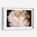 Elegante Ranunculus Ii - Christine Zalewski | Cuadro decorativo de Canvas Lab