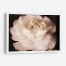 Elegante Ranunculus Ii - Christine Zalewski | Cuadro decorativo de Canvas Lab