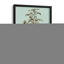 Imperial Munding I - Abraham Munting | Cuadro decorativo de Canvas Lab