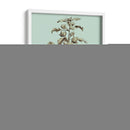 Imperial Munding I - Abraham Munting | Cuadro decorativo de Canvas Lab