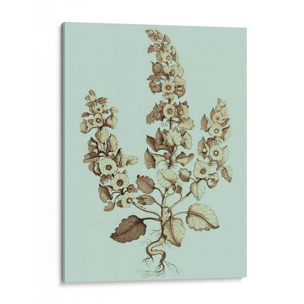 Imperial Munding Ii - Abraham Munting | Cuadro decorativo de Canvas Lab