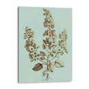 Imperial Munding Ii - Abraham Munting | Cuadro decorativo de Canvas Lab