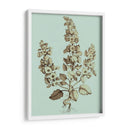 Imperial Munding Ii - Abraham Munting | Cuadro decorativo de Canvas Lab