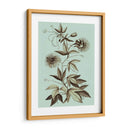 Imperial Munding Iii - Abraham Munting | Cuadro decorativo de Canvas Lab