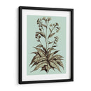 Imperial Munning Iv - Abraham Munting | Cuadro decorativo de Canvas Lab