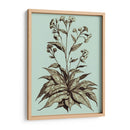 Imperial Munning Iv - Abraham Munting | Cuadro decorativo de Canvas Lab