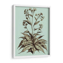 Imperial Munning Iv - Abraham Munting | Cuadro decorativo de Canvas Lab