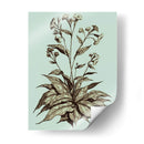 Imperial Munning Iv - Abraham Munting | Cuadro decorativo de Canvas Lab