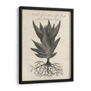 Thornton Suculents I - Robert J. Thornton | Cuadro decorativo de Canvas Lab