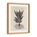 Thornton Suculents I - Robert J. Thornton | Cuadro decorativo de Canvas Lab