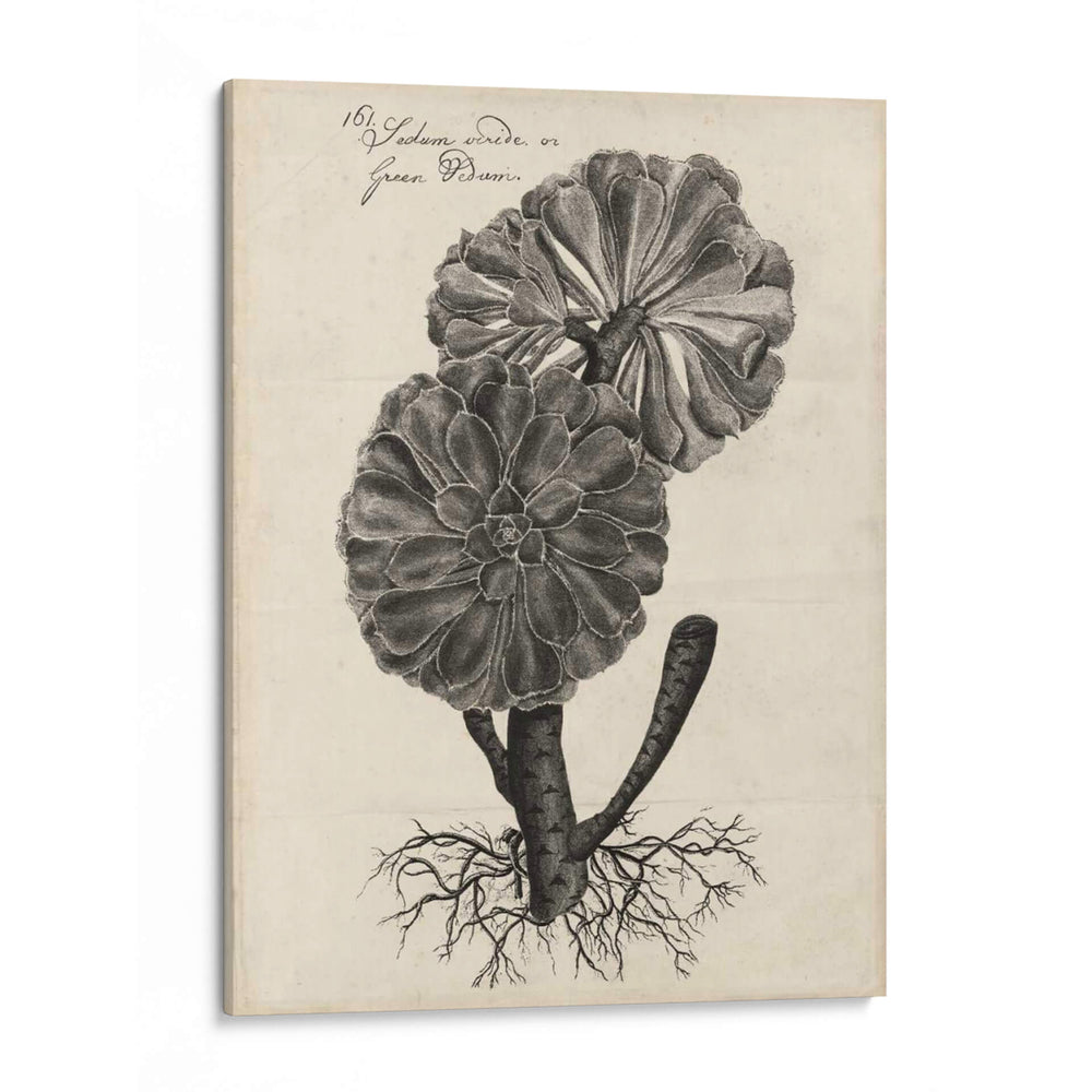 Thornton Succulents Ii - Robert J. Thornton | Cuadro decorativo de Canvas Lab