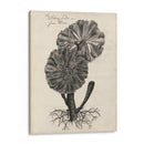 Thornton Succulents Ii - Robert J. Thornton | Cuadro decorativo de Canvas Lab